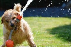 ¿Sabías que a tu mascota le puede dar estrés térmico?