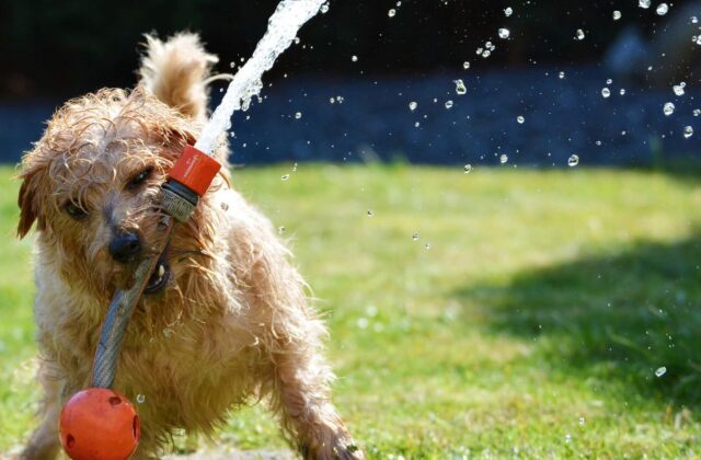 ¿Sabías que a tu mascota le puede dar estrés térmico?