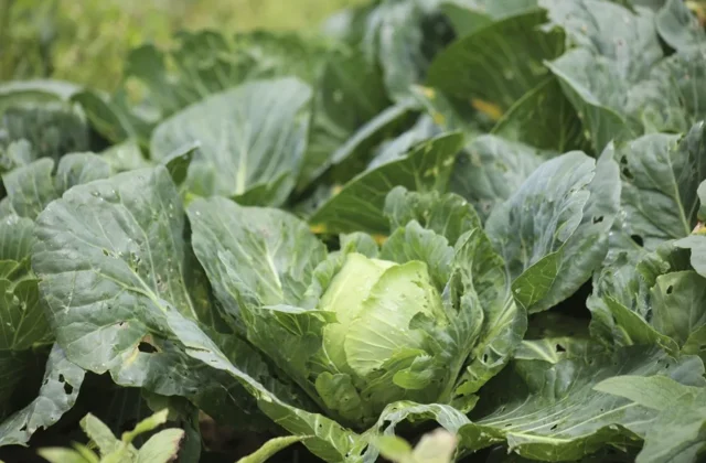 Taylor Farms retira de Estados Unidos toda su lechuga iceberg producida en México por ciclosporiasis