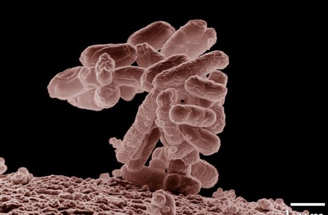 La IA ha creado un virus que la naturaleza no había creado antes. Son (sobre todo) buenas noticias