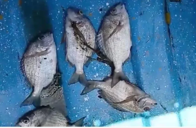 Imagen relacionada: denuncian gran mortandad peces otras