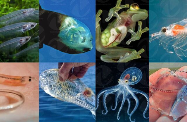 Los “animales invisibles”, la evolución de algunas criaturas que pasaron a ser transparentes