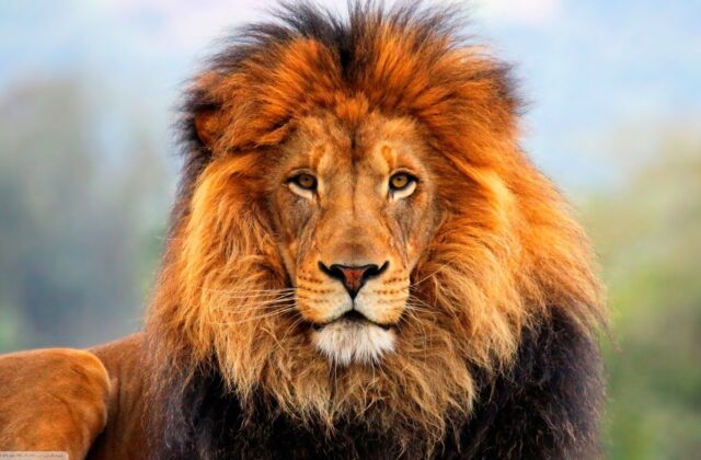 León XIV envía su pésame por la muerte de Harald V y destaca su dedicado servicio al reino