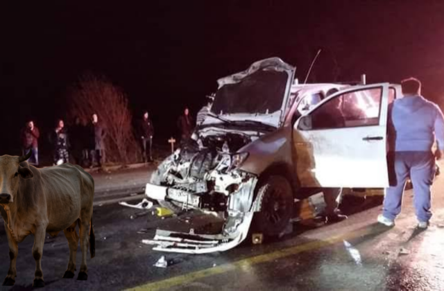 Los animales sueltos suman otro riesgo mortal en la carretera de RD