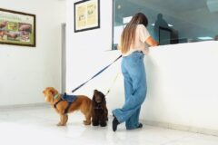 𝗗𝗜𝗚𝗘𝗚𝗔 𝘁𝗿𝗮𝗻𝘀𝗳𝗼𝗿𝗺𝗮 𝘆 𝗮𝗴𝗶𝗹𝗶𝘇𝗮 𝗲𝗹 𝗽𝗿𝗼𝗰𝗲𝘀𝗼 𝗽𝗮𝗿𝗮 𝘃𝗶𝗮𝗷𝗮𝗿 𝗰𝗼𝗻 𝗺𝗮𝘀𝗰𝗼𝘁𝗮𝘀