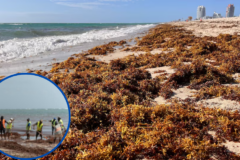 Medio Ambiente inicia operativo contra el sargazo en playas de la región Este
