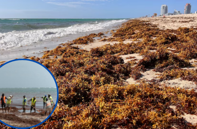 Medio Ambiente inicia operativo contra el sargazo en playas de la región Este
