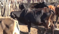 Imagen relacionada: sequia jodiendo ganaderos montecristi dajabon
