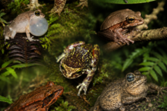 Anfibios: los guardianes ocultos de la biodiversidad dominicana