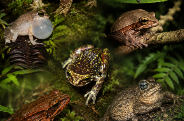 Anfibios: los guardianes ocultos de la biodiversidad dominicana