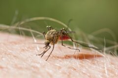 RD mantiene cero muertes por malaria y reduce cerca de 82% su incidencia