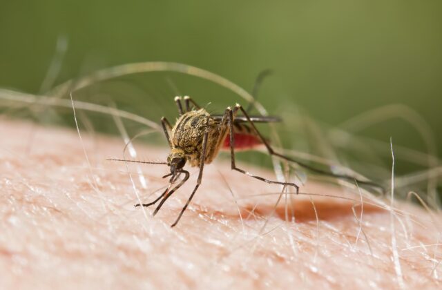 RD mantiene cero muertes por malaria y reduce cerca de 82% su incidencia