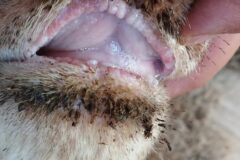 Experto alerta sobre posible circulación de enfermedad lengua azul en el ganado dominicano