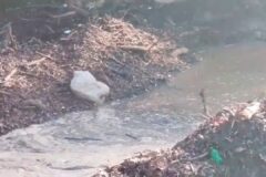 Comunitarios reclaman construcción de puente y limpieza entre Palo Blanco y Santa María