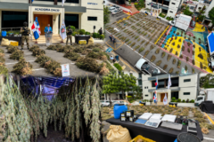 Desmantelan grandes sembradíos de marihuana en Azua y ocupan más de 10,000 plantas