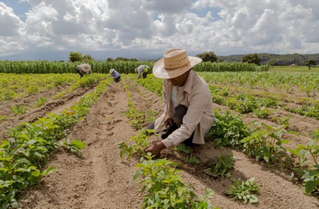 Agroindustria generó 7 de cada 10 dólares exportados por República Dominicana en 2026