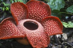 Las increíbles flores que parecen animales y desafían la imaginación