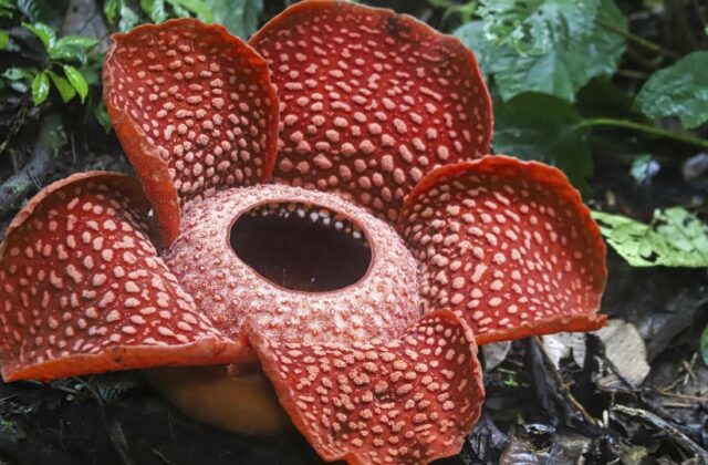 Las increíbles flores que parecen animales y desafían la imaginación