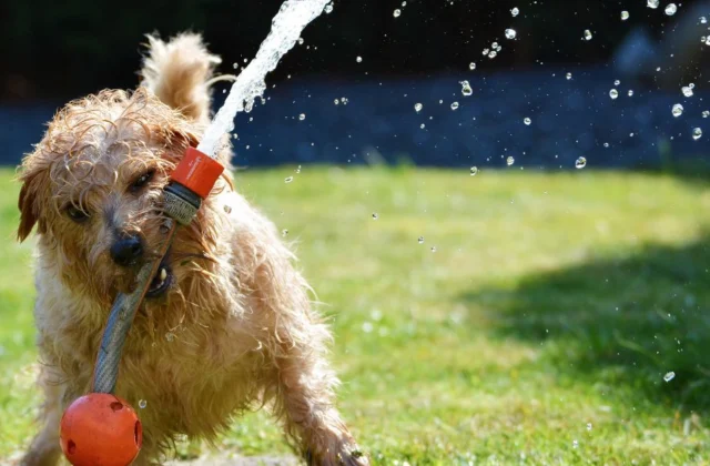 ¿Sabías que a tu mascota le puede dar estrés térmico?