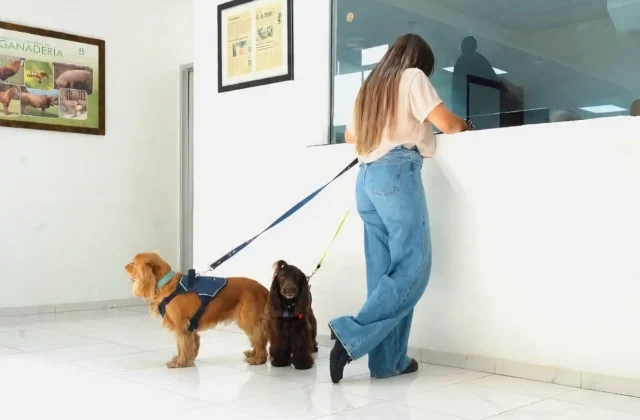 𝗗𝗜𝗚𝗘𝗚𝗔 𝘁𝗿𝗮𝗻𝘀𝗳𝗼𝗿𝗺𝗮 𝘆 𝗮𝗴𝗶𝗹𝗶𝘇𝗮 𝗲𝗹 𝗽𝗿𝗼𝗰𝗲𝘀𝗼 𝗽𝗮𝗿𝗮 𝘃𝗶𝗮𝗷𝗮𝗿 𝗰𝗼𝗻 𝗺𝗮𝘀𝗰𝗼𝘁𝗮𝘀