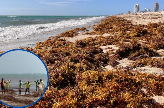 Medio Ambiente inicia operativo contra el sargazo en playas de la región Este