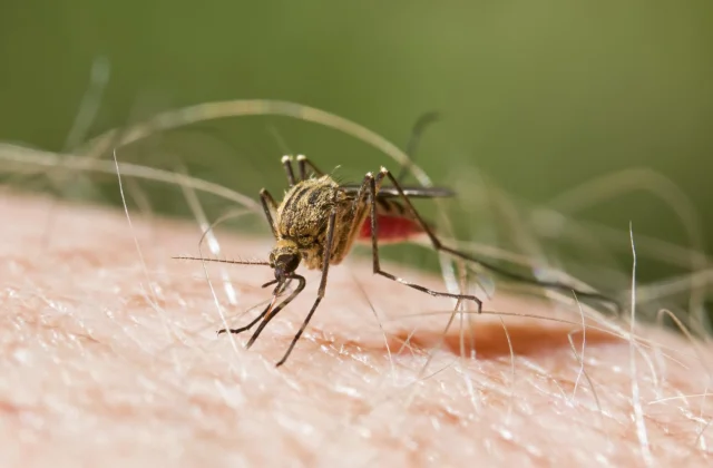 RD mantiene cero muertes por malaria y reduce cerca de 82% su incidencia