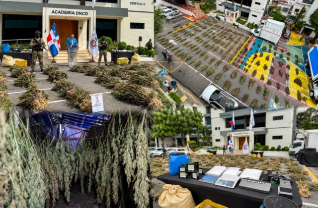 Desmantelan grandes sembradíos de marihuana en Azua y ocupan más de 10,000 plantas