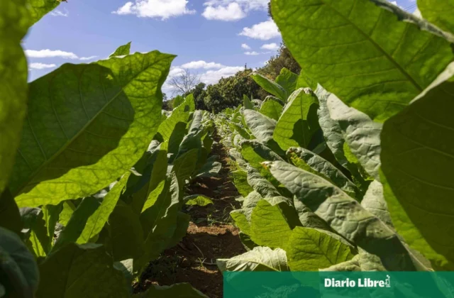 La República Dominicana y la curiosa necesidad de importar tabaco