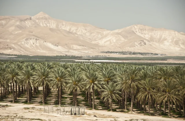 Boicot a colonias israelíes impacta exportaciones de dátiles y alimentos frescos